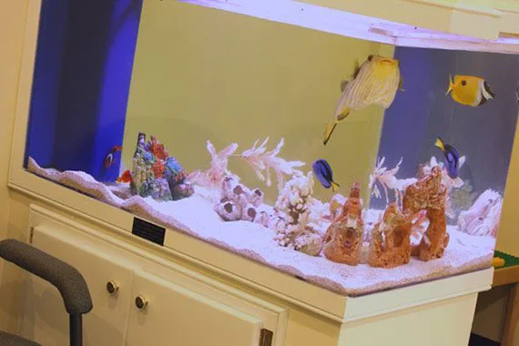 Saltwater aquarium in the waiting area